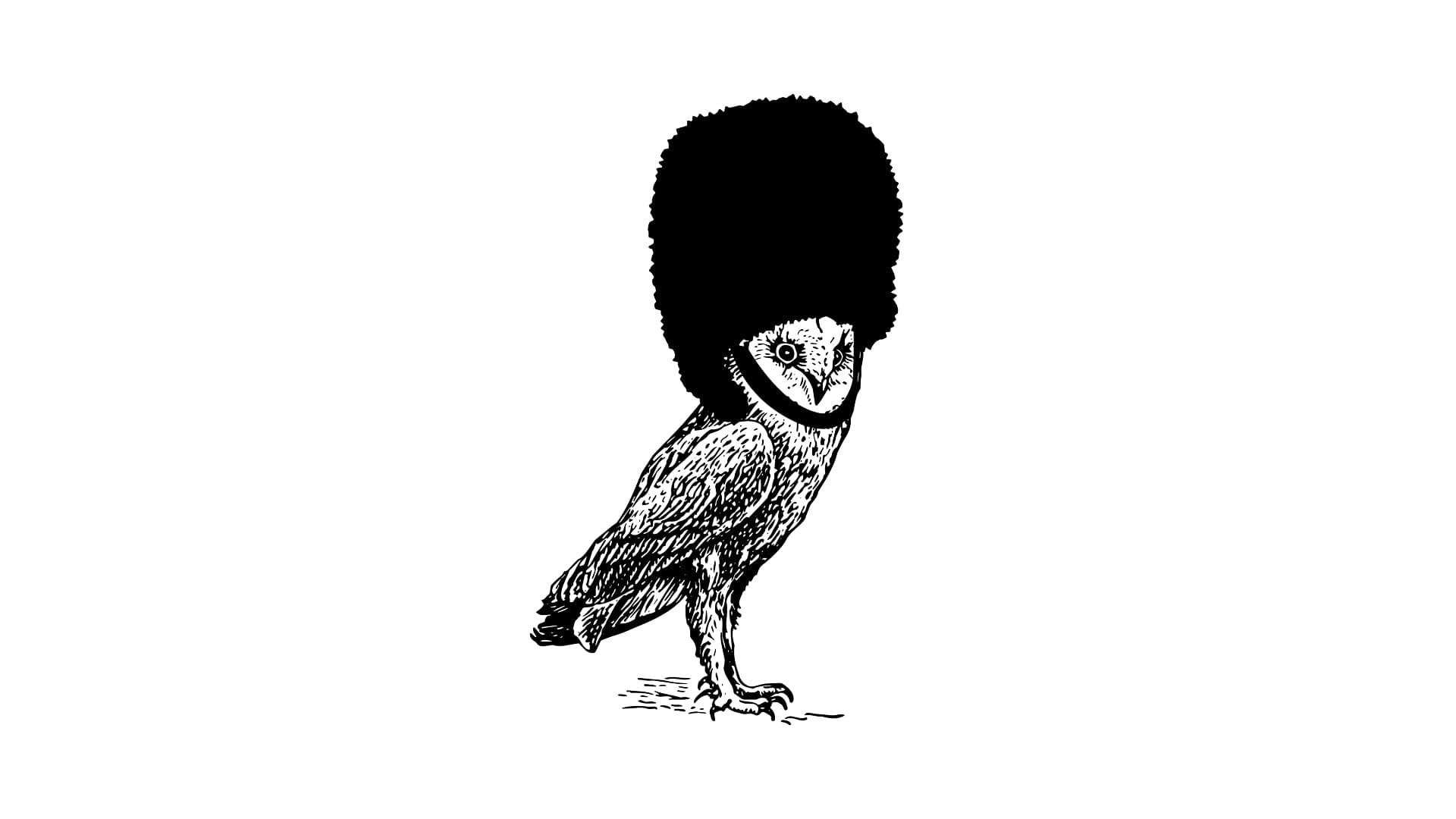 Lee owl illustration: a barn owl wearing a tall British guard's bearskin hat, drawn in black-and-white linework on a clean white field.